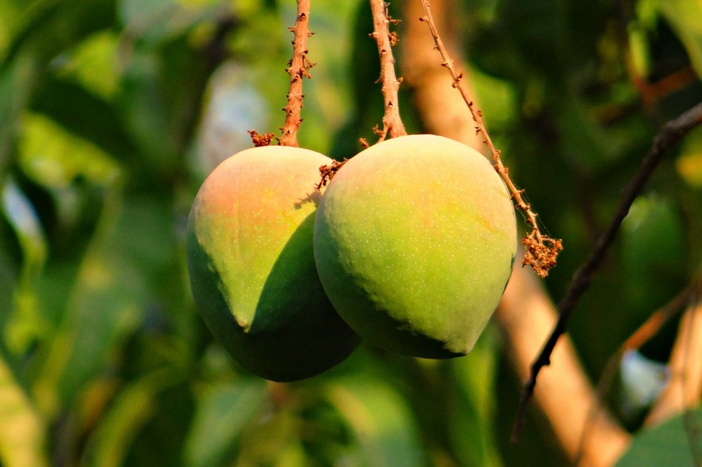 4 Reasons to Love Mangoes