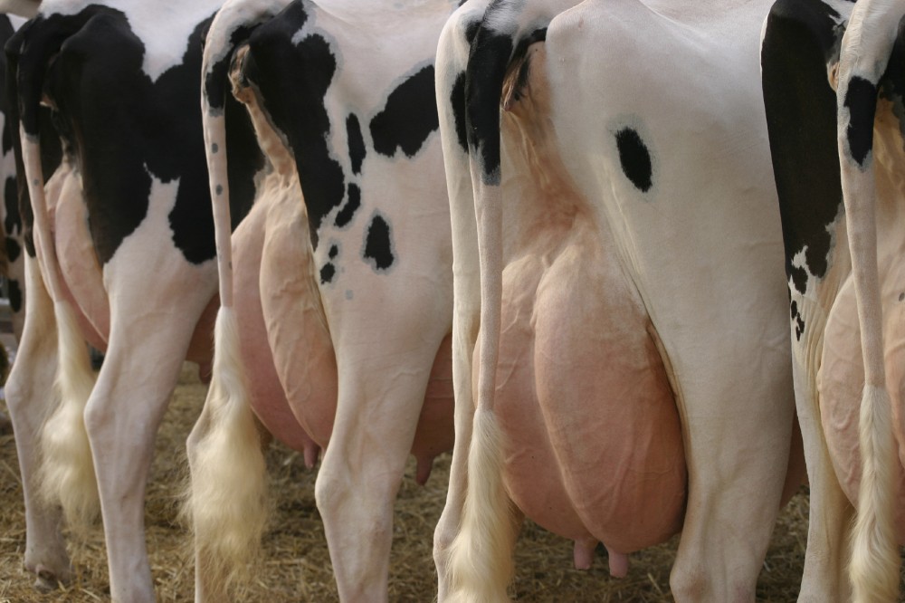 Why I'm Vegan, Not Veggie