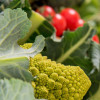 Italian Large Fresh Vegetable Basket