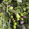 Olives