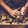 Potato's from our farm