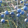 sloes