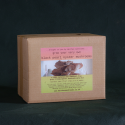 Grey Oyster Mushroom Grow Kit [CLONE]