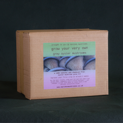 Grey Oyster Mushroom Grow Kit
