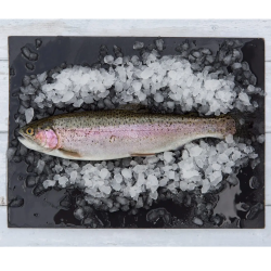 Fresh Whole Rainbow Trout - Average Weight 350g