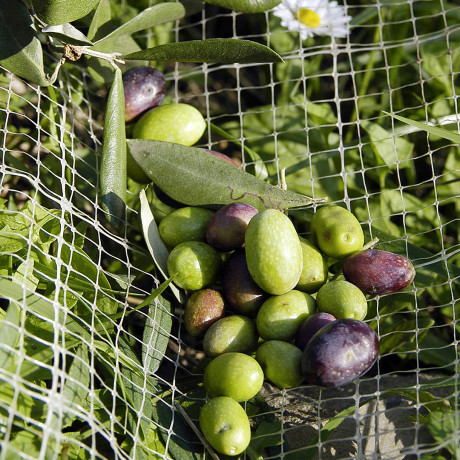 Olives