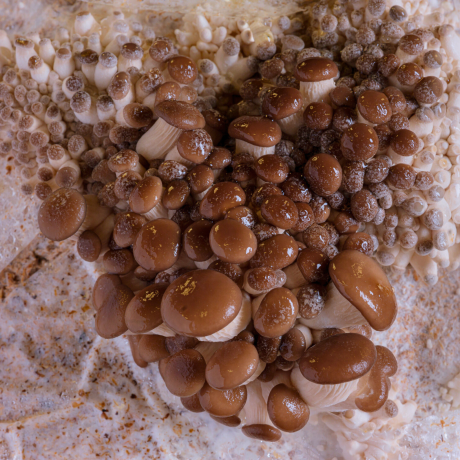 Grey Oyster Mushroom Grow Kit [CLONE]
