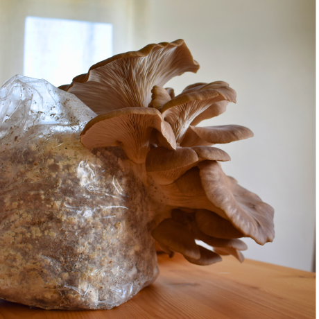 Grey Oyster Mushroom Grow Kit [CLONE]