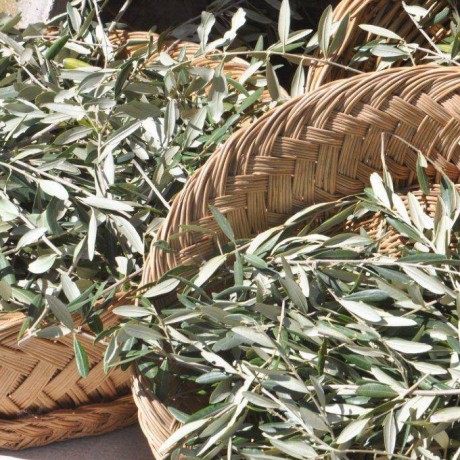 Organic Olive Leaf Tea - 2 pack